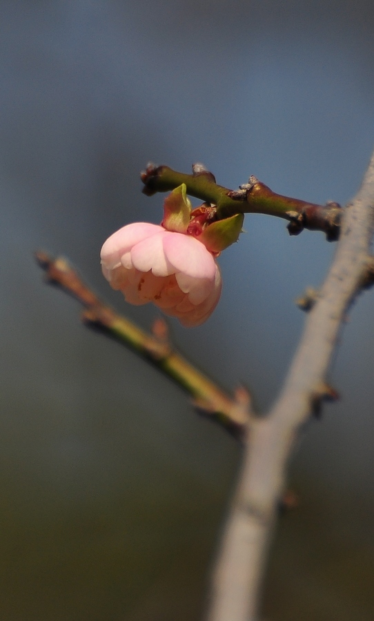 DSC_0089.JPG