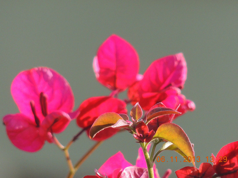 flower 087_.jpg