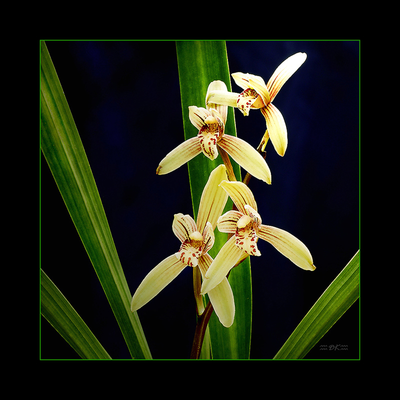 Chinese Orchid 2C.jpg