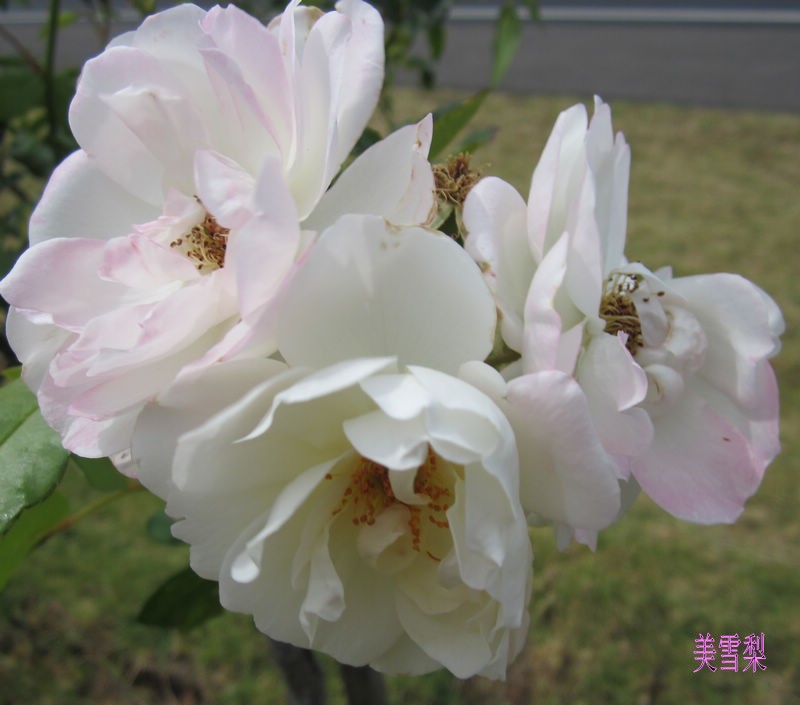 IMG_4800_conew1.JPG