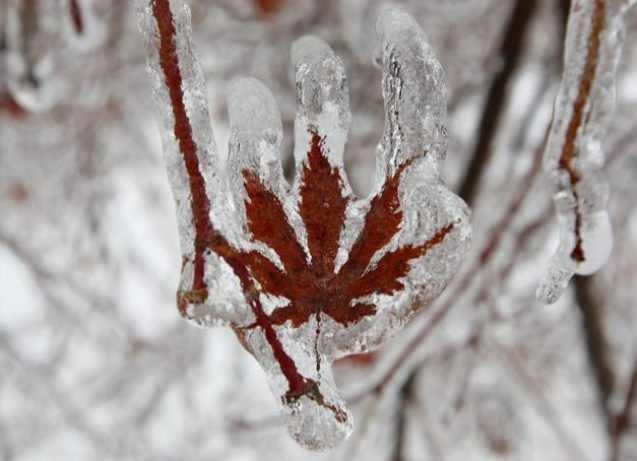 Toronto Ice Storm 2013-13