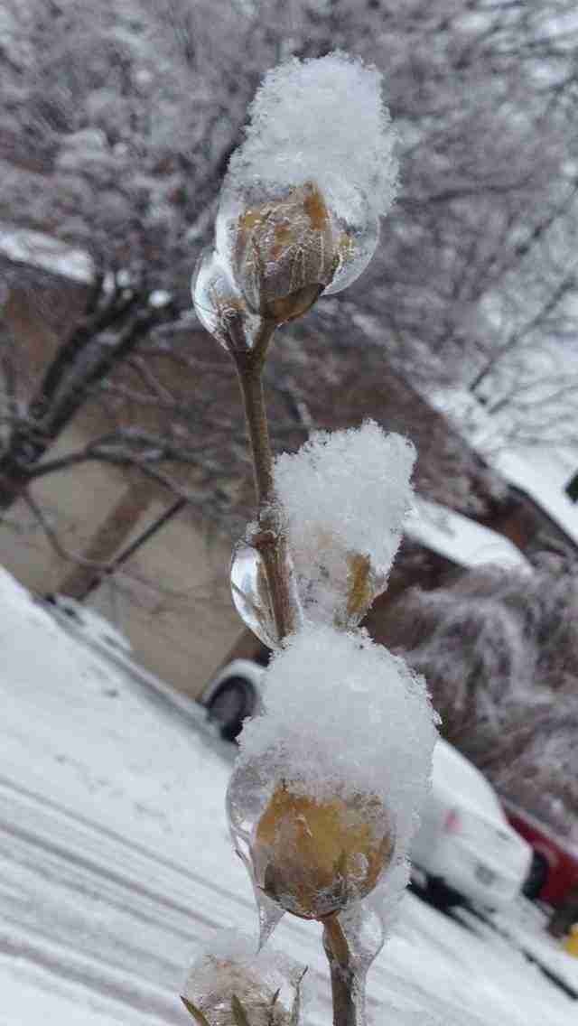 Toronto Ice Storm 2013-10.JPG