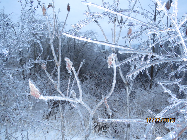 Toronto Ice Storm 2013-1.JPG