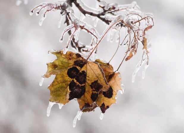 Toronto Ice Storm 2013-12.JPG