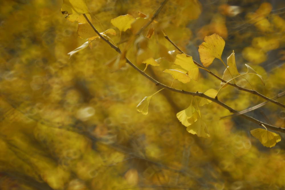 _DSC4102_СС.JPG