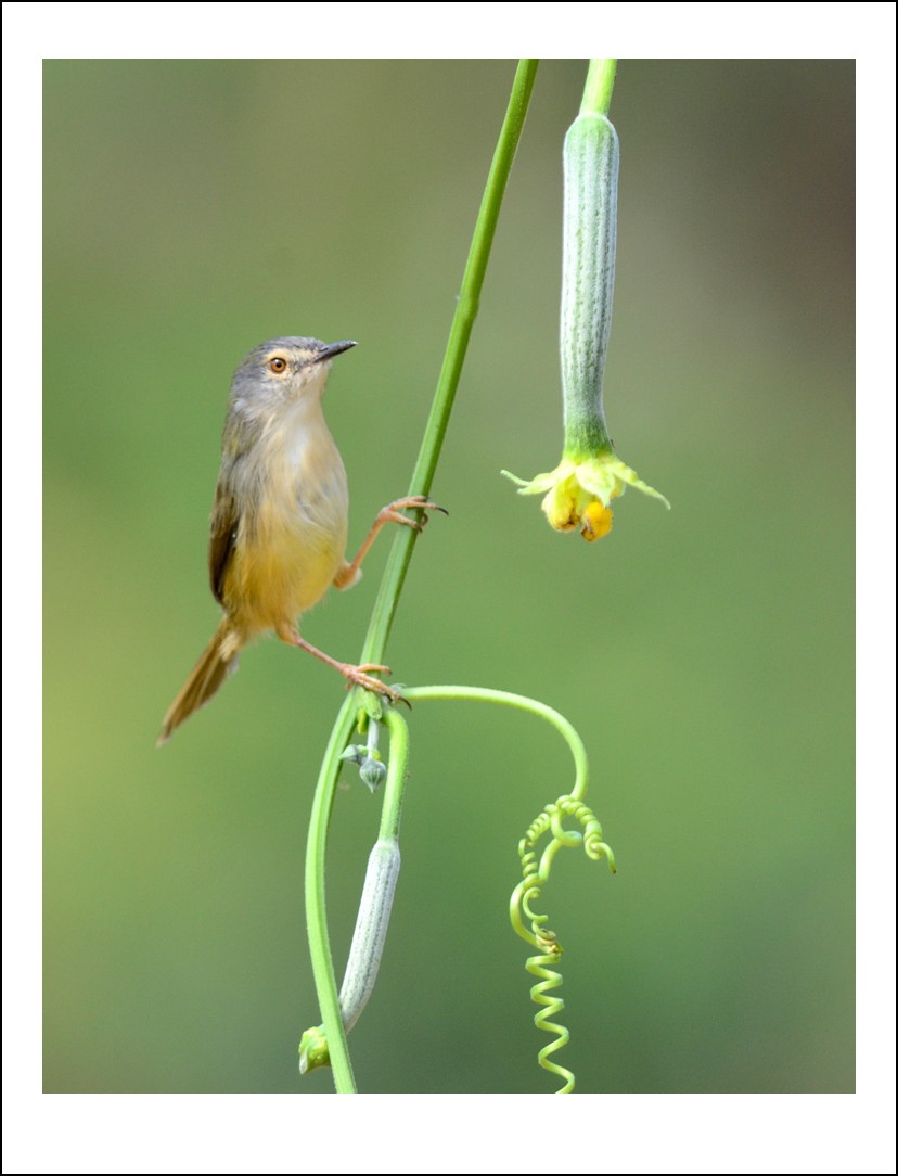 DSC_0227_conew1.jpg