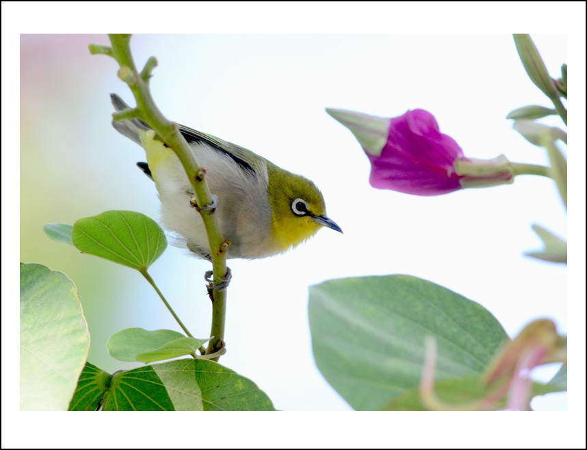 DSC_3392_conew1.jpg