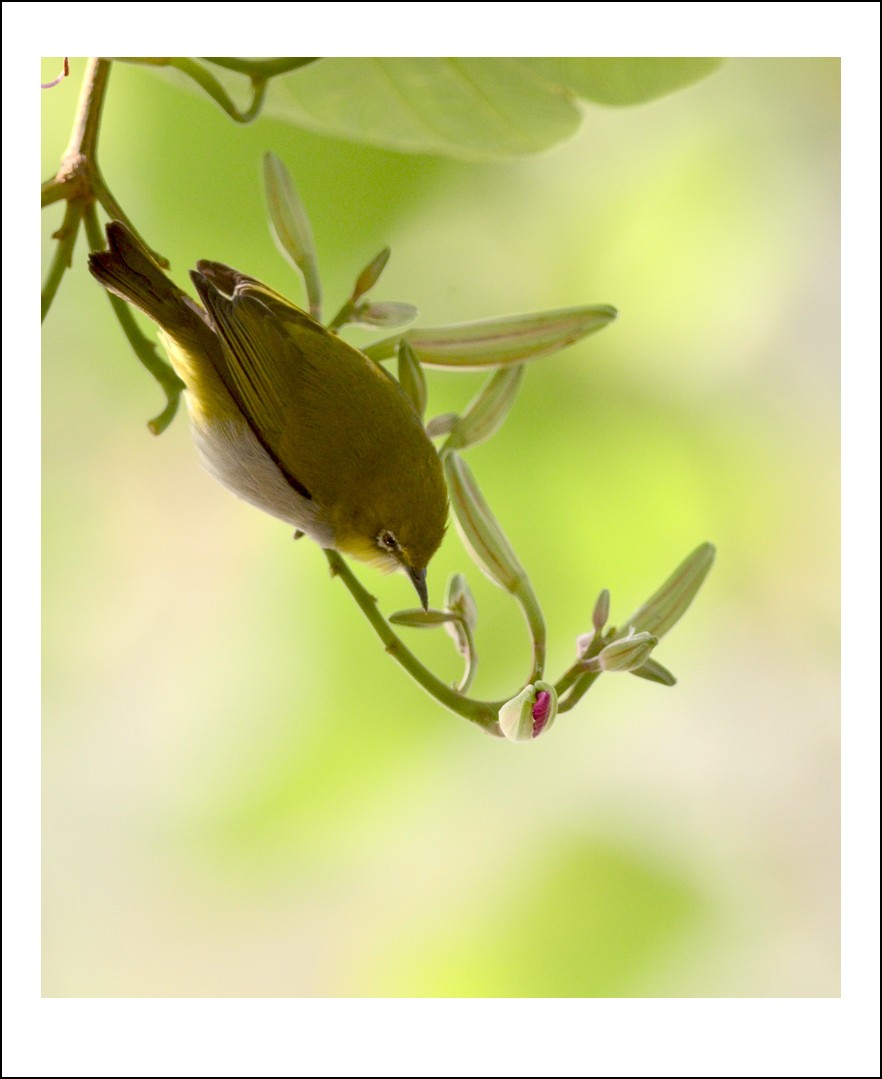 DSC_3340_conew1.jpg