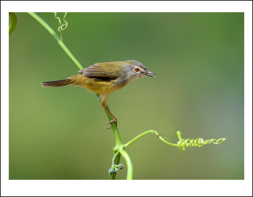 DSC_0053_conew1.jpg