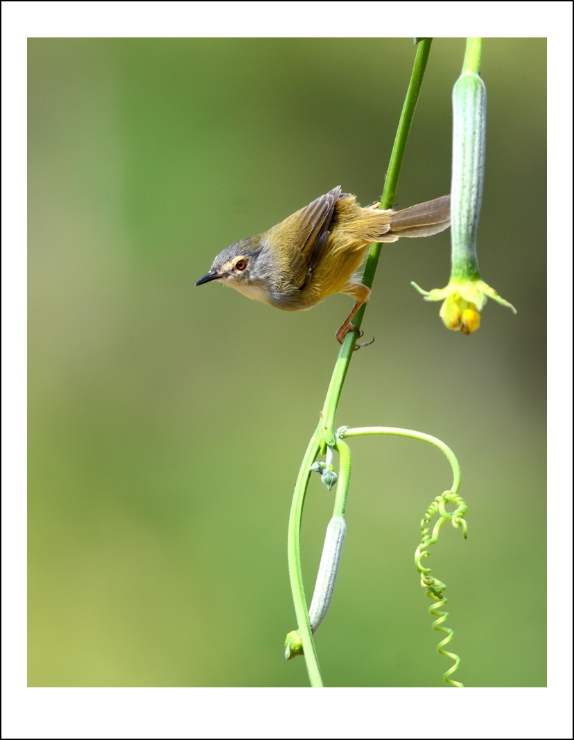 DSC_0139_conew1.jpg