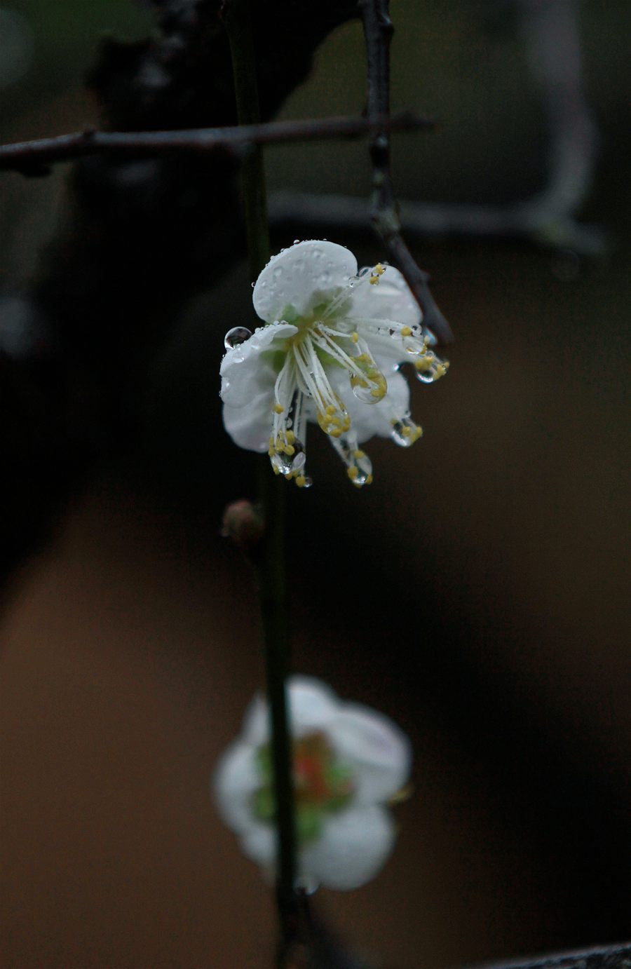 IMG_3328.JPG