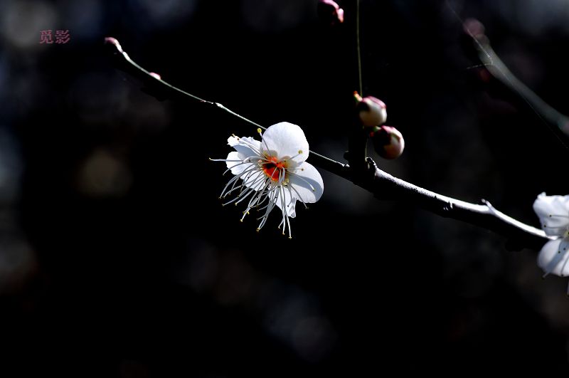 DSC_3457.jpg