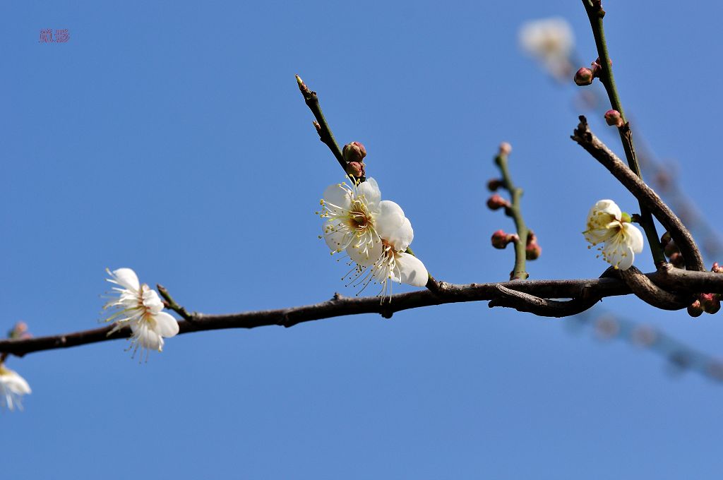DSC_3447.jpg