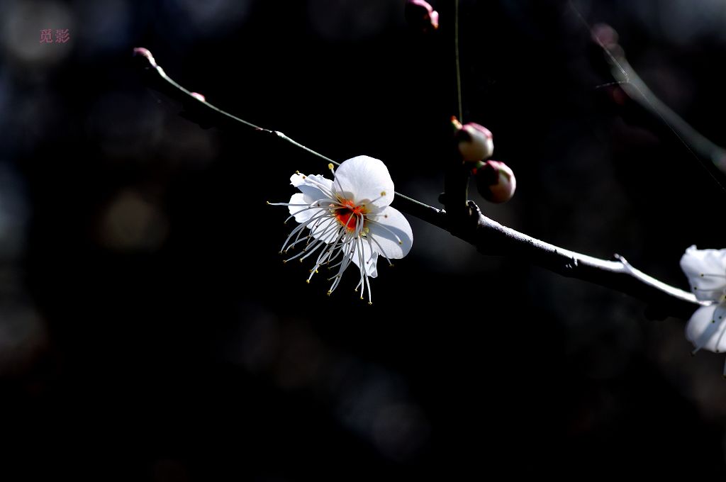 DSC_3457.jpg