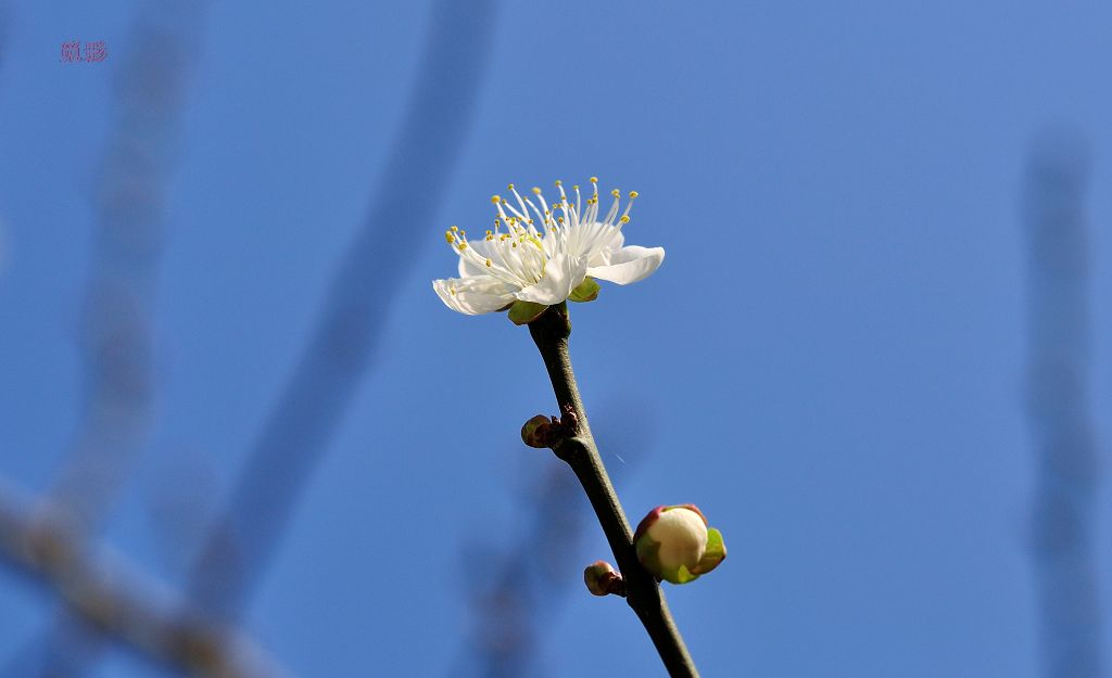 DSC_3436.jpg