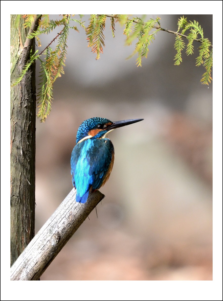 DSC_3526_conew1.jpg