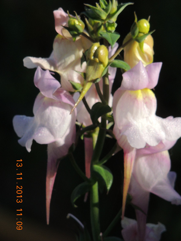 flower #2 295_ת_ת_.jpg