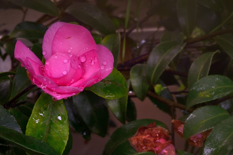 DSC_7654_01.JPG