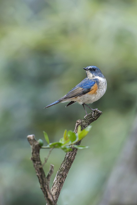 DSC_9339.jpg