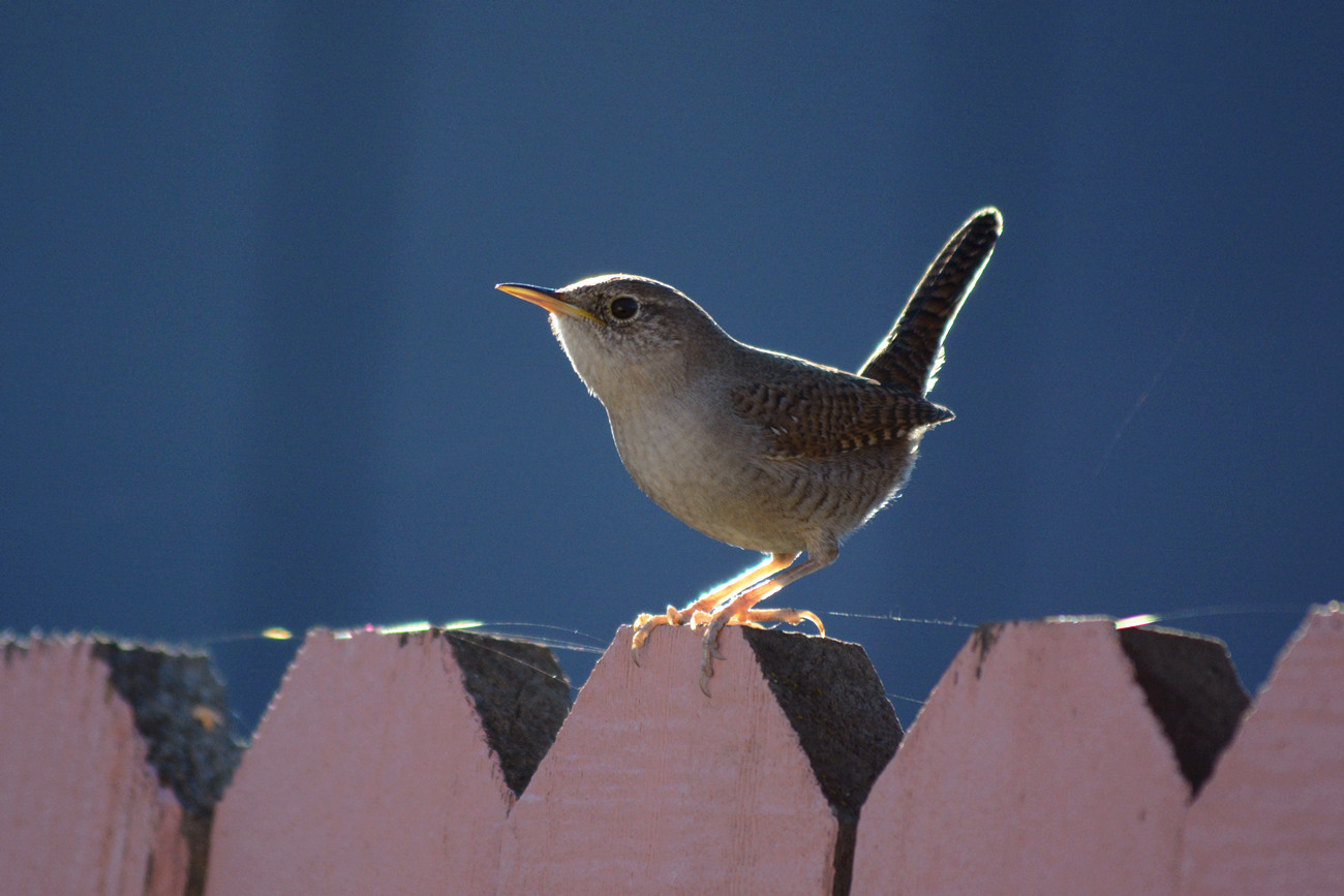 DSC_5809_7.jpg