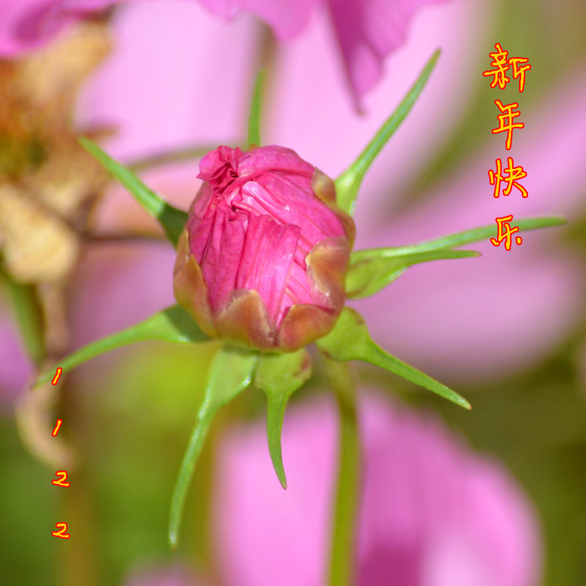 DSC_1995_310.jpg