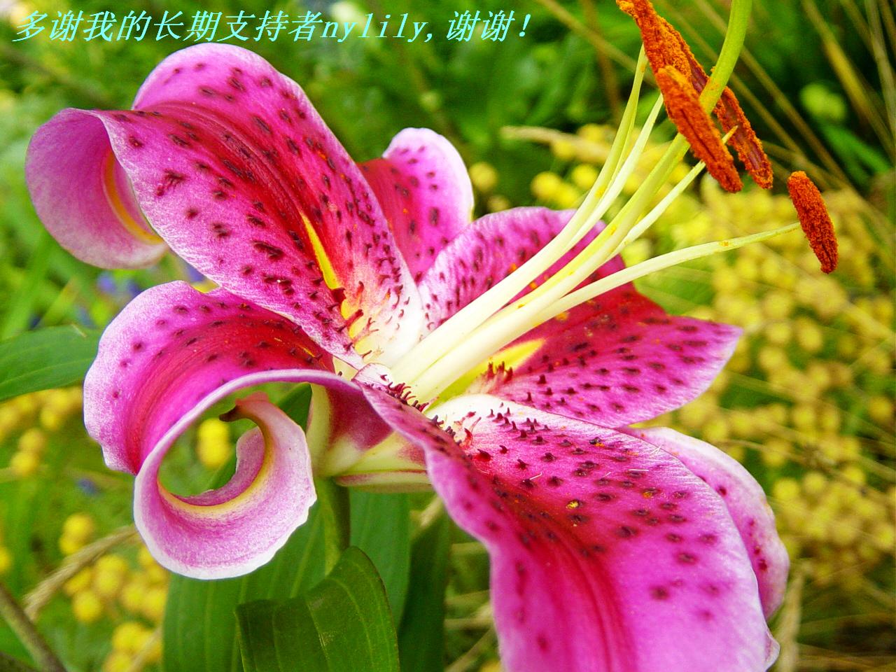 лҵĳ֧nylily,лл.jpg
