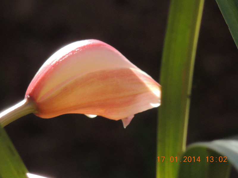 flower #2 883_.jpg