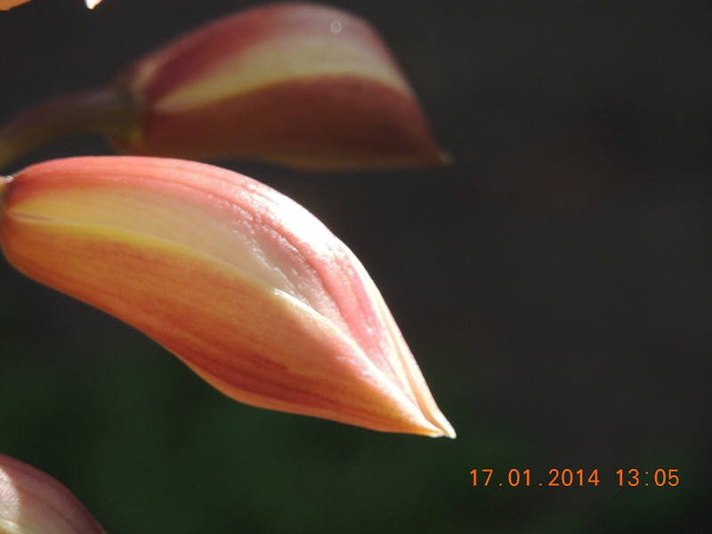 flower #2 895_.jpg