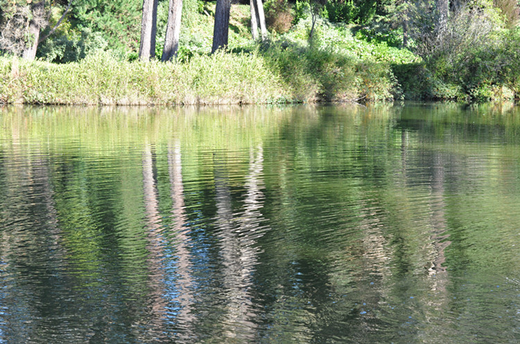 Golden gate park 249_.jpg