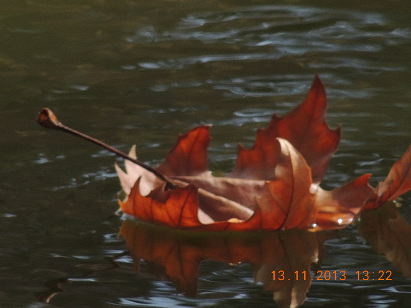 Golden gate park 978_.jpg