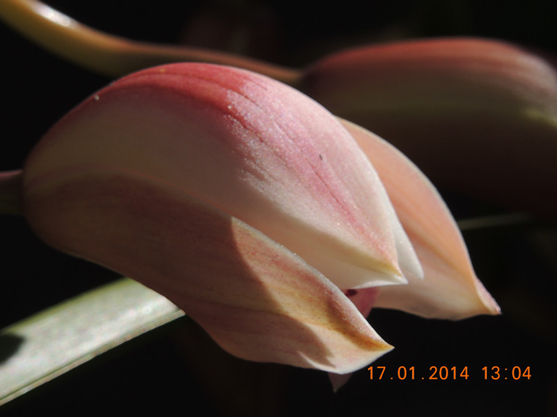 flower #2 893_.jpg