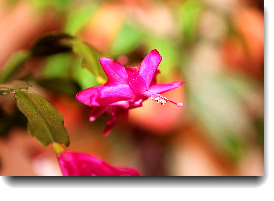 IMG_0881a.jpg