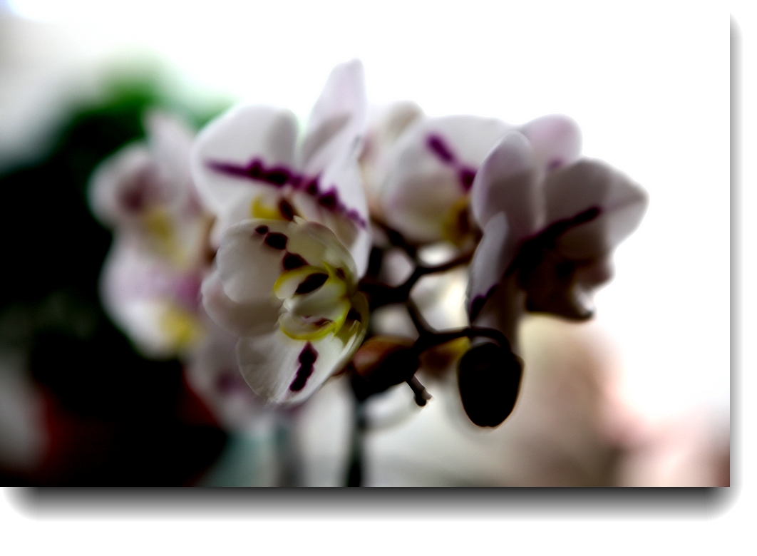 IMG_1863a.jpg