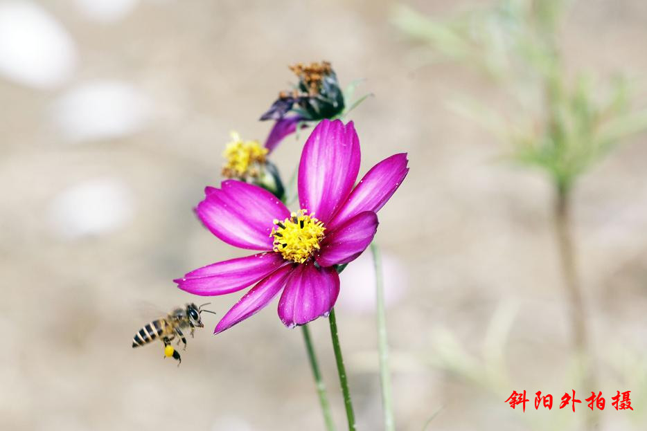 _MG_6181_.jpg
