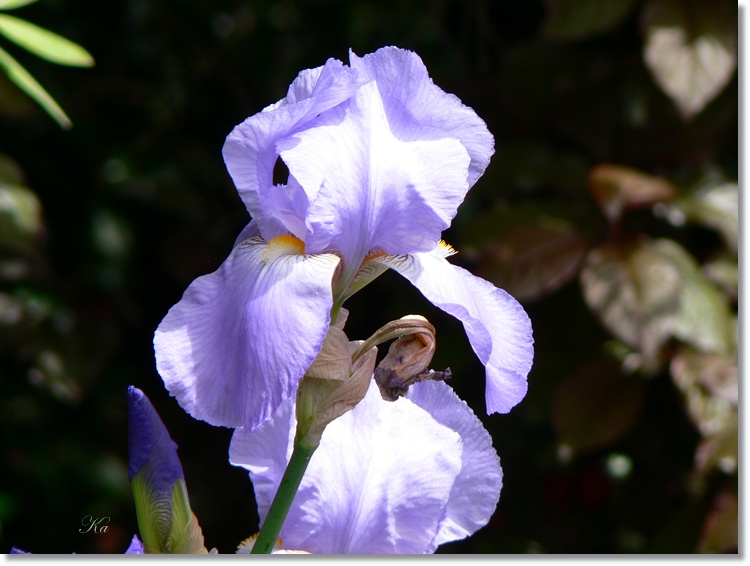 flowers 21-11-13 155.jpg