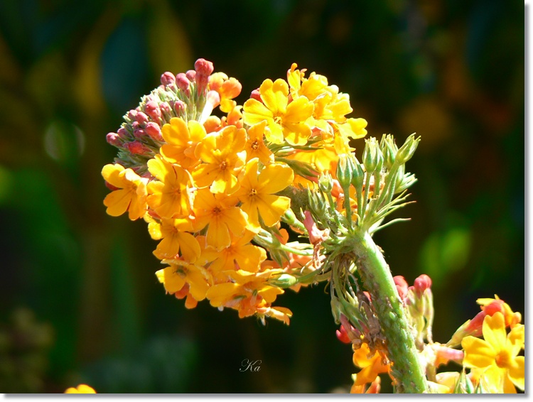 flowers 22-12-13 132.jpg