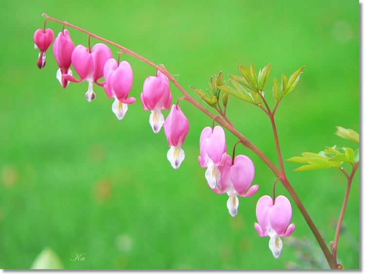 flowers 01-11-13 541.jpg