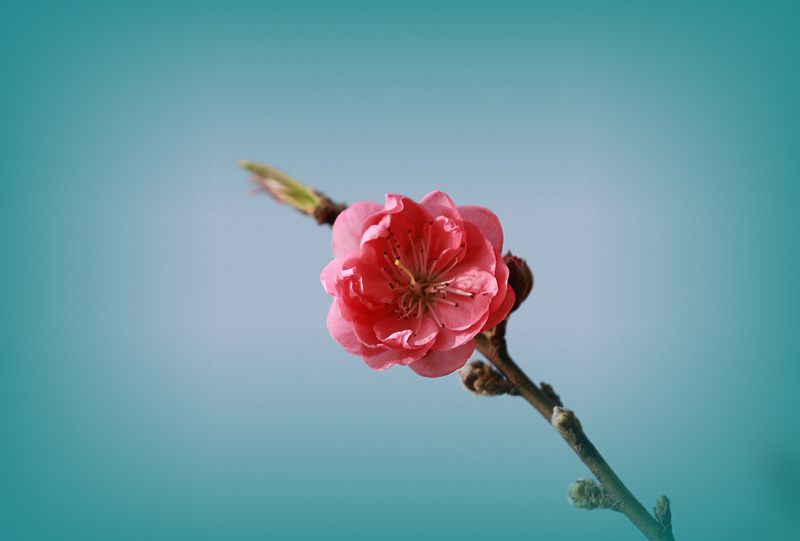 IMG_7796.JPG
