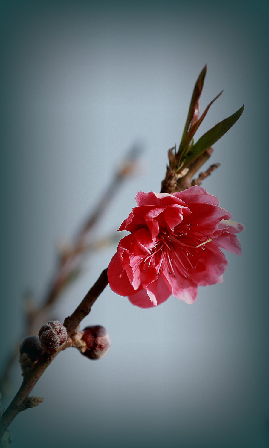 IMG_7852.JPG