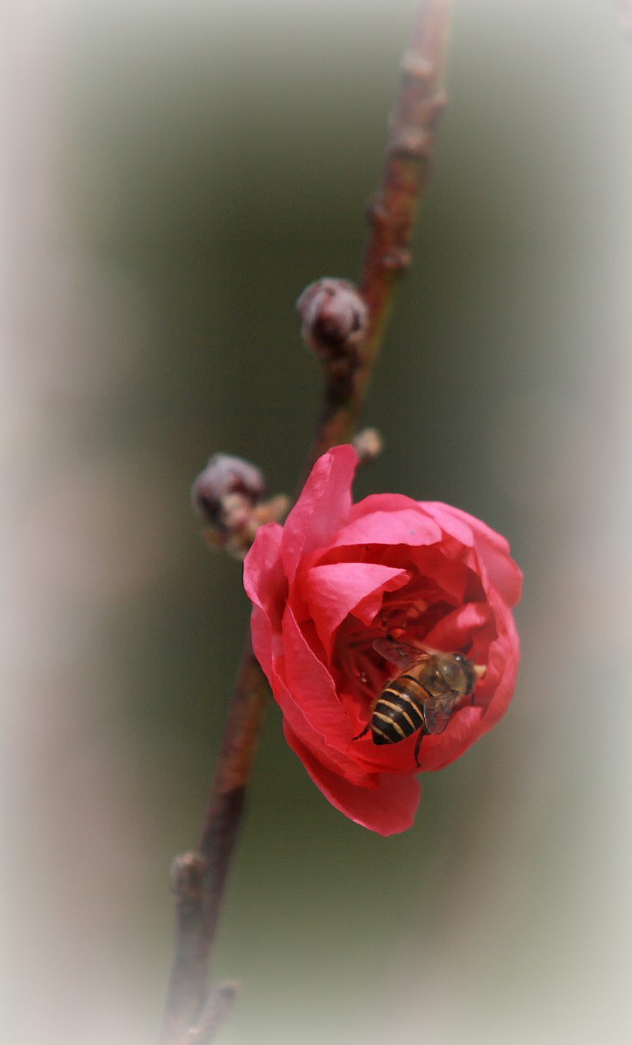 IMG_7833.JPG