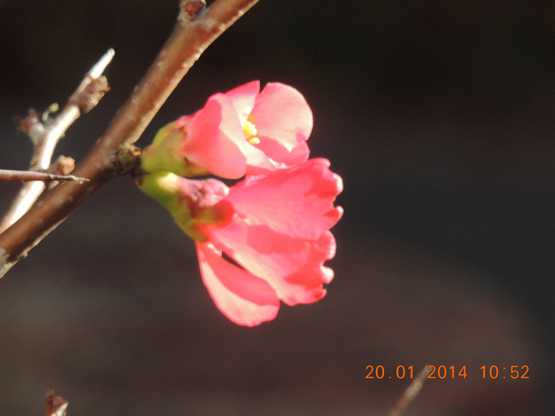 flower #2 897_.jpg
