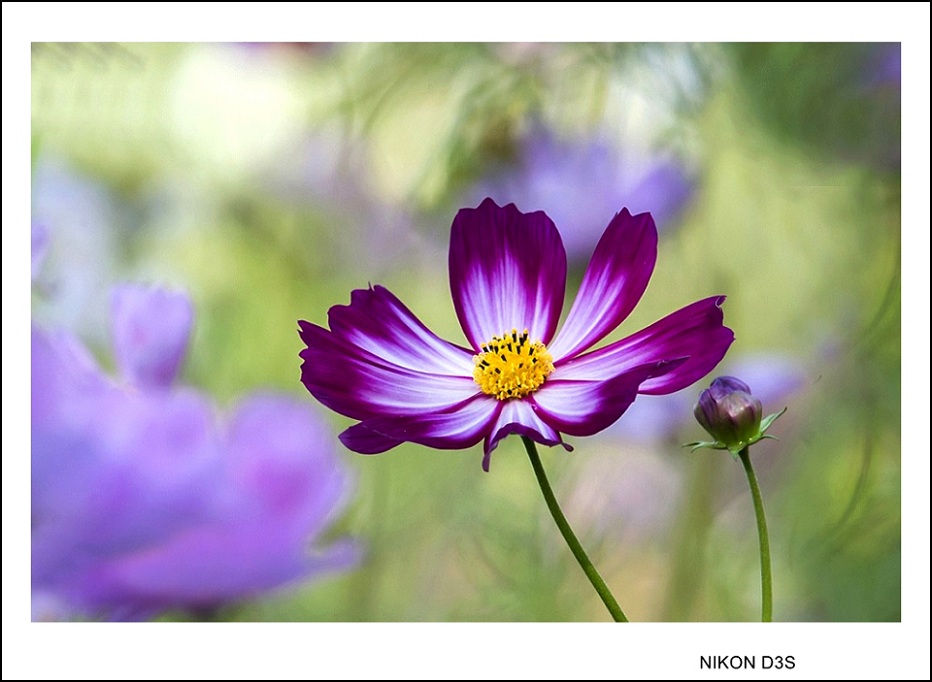 DSC_5556_conew1.jpg