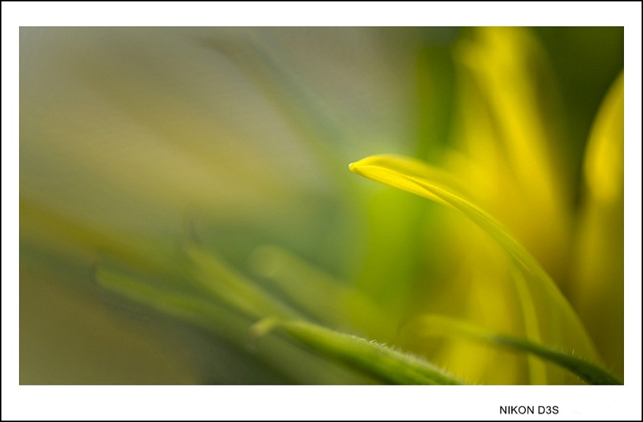 DSC_3764_conew1.jpg
