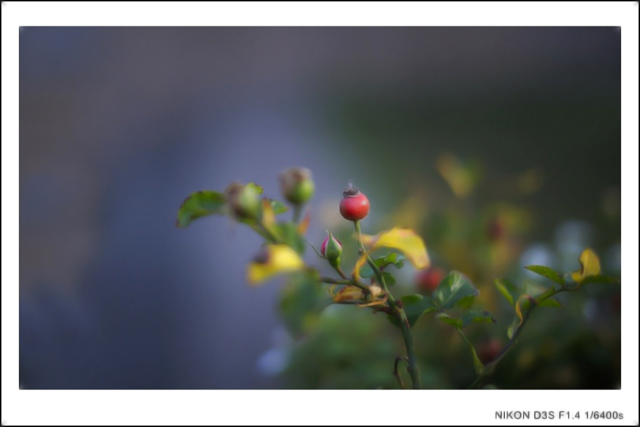 DSC_5341_conew1.jpg