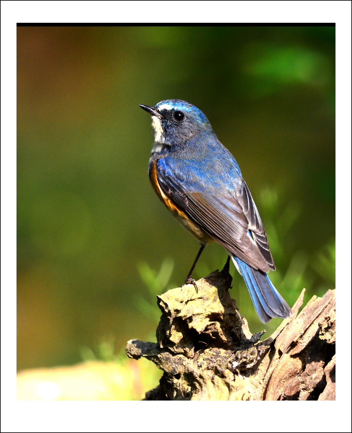 DSC_4394_conew1.jpg