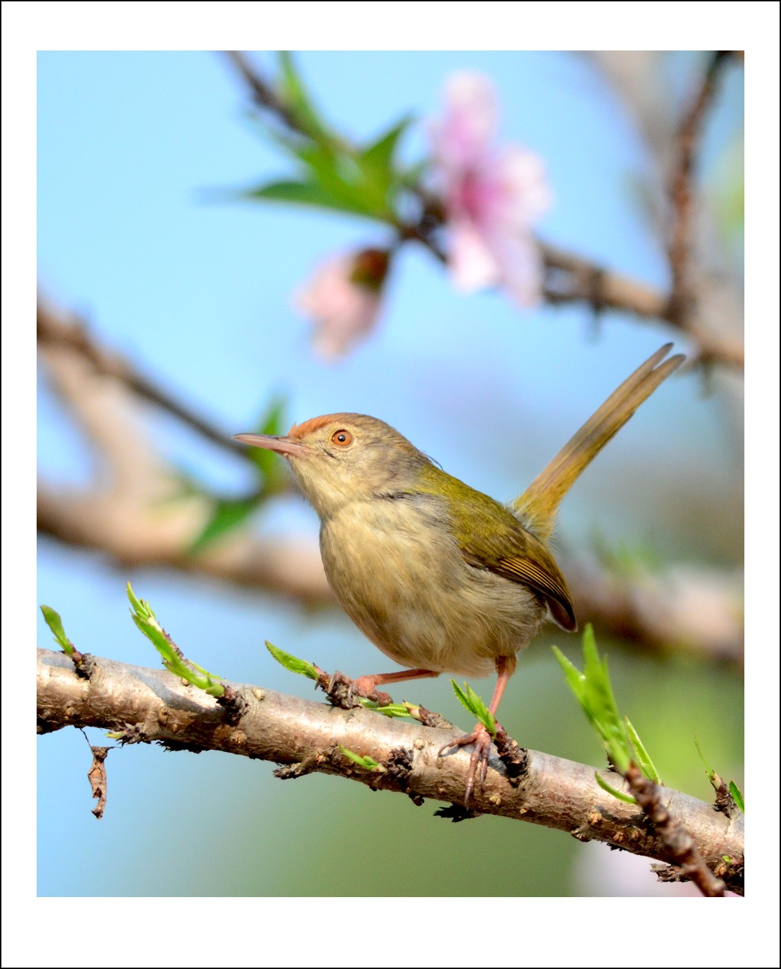 DSC_5716_conew1.jpg