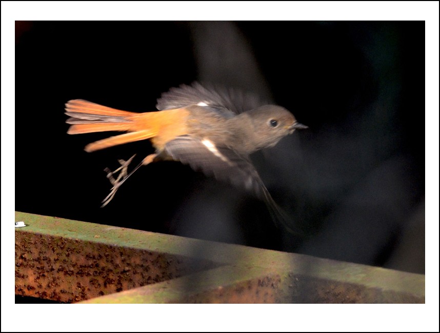DSC_4077_conew1.jpg