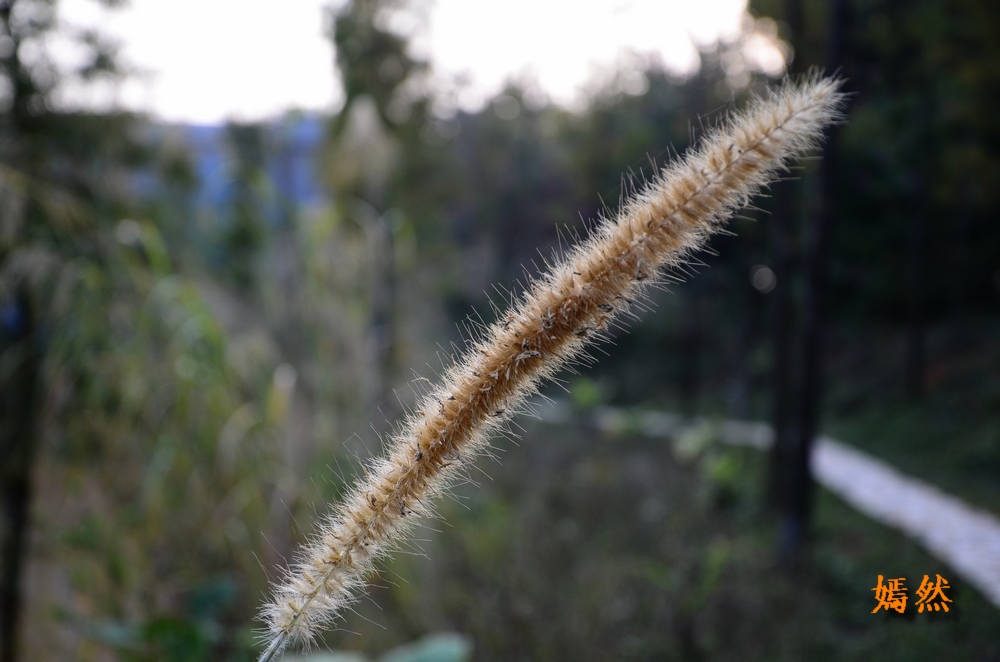 DSC_0323.JPG