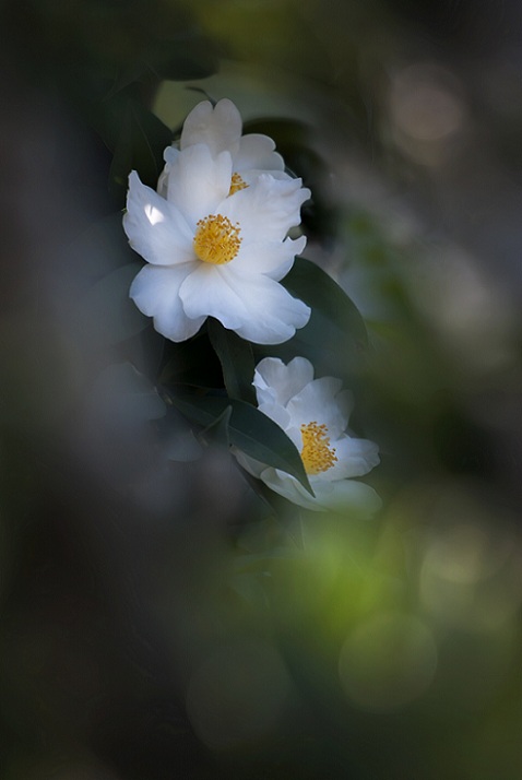 DSC_8522.jpg