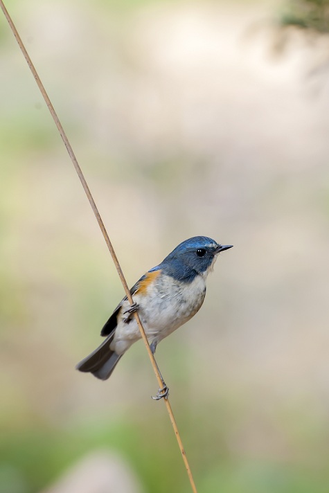 DSC_0230.jpg